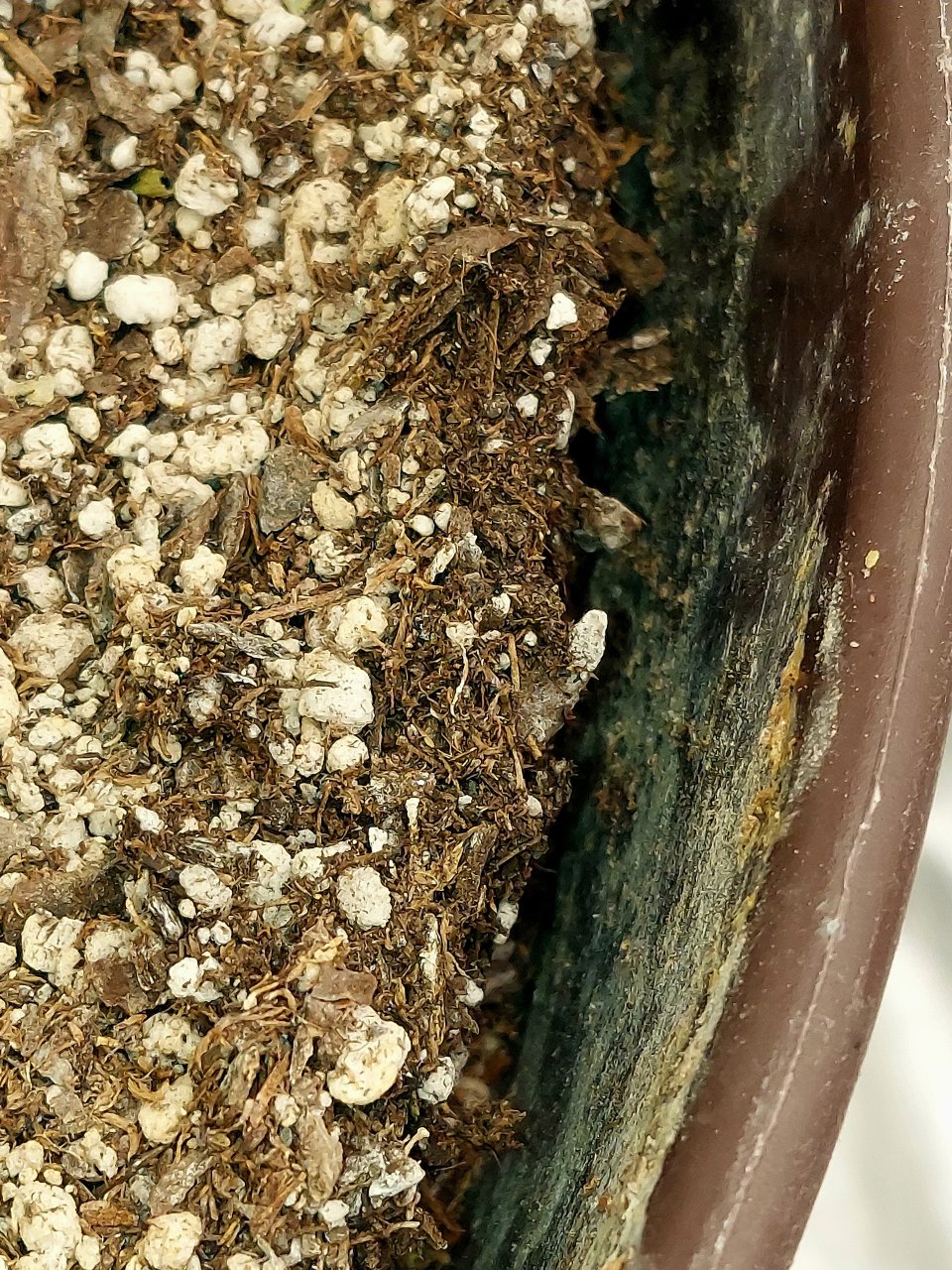 Day 8 droughted 5gl water reserve pot