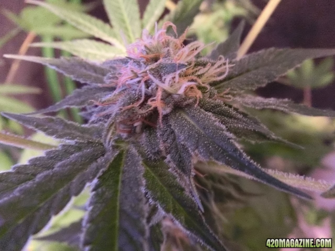 Day 84 Ayahuasca Purple #1 Flower Day 36 - Chunky Frost