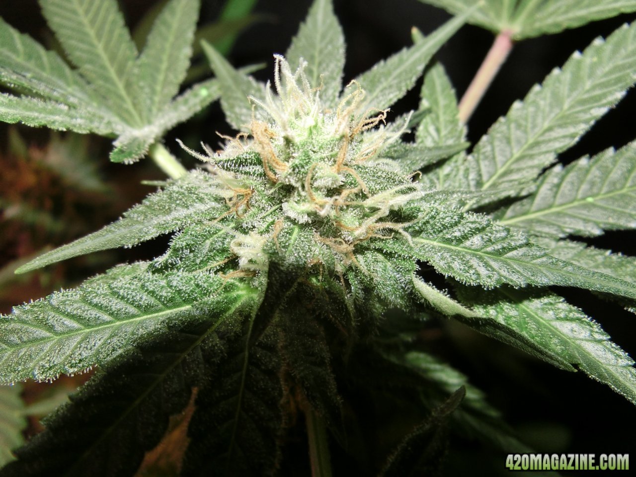 Day 84 Ayahuasca Purple #2 Flower Day 36 -Chunky trichomes