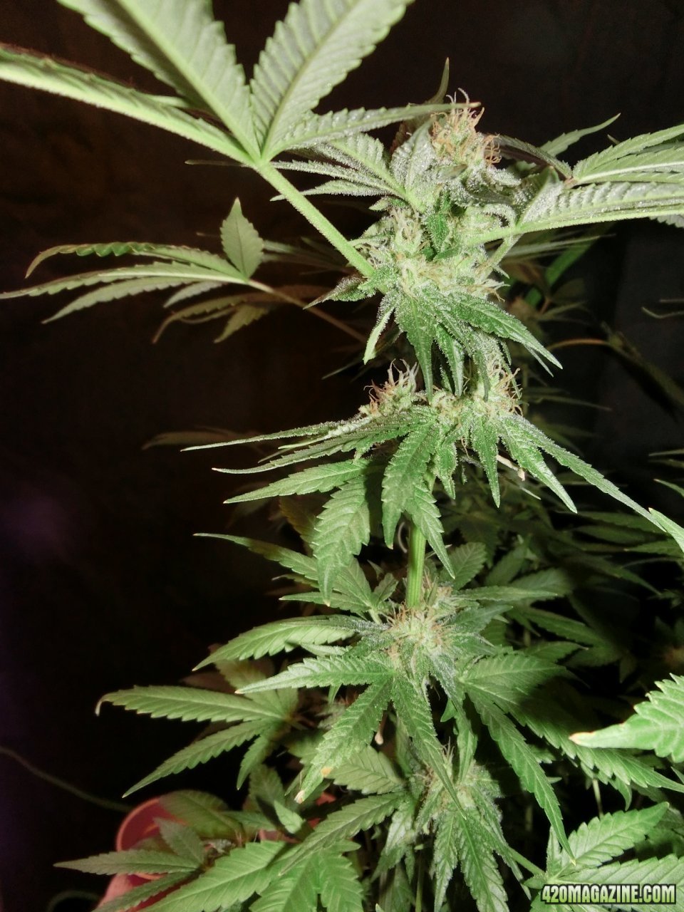 Day 84 Ayahuasca Purple #2 Flower Day 36 - Stems just need to pack on some size now.
