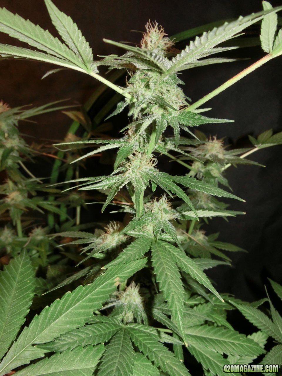 Day 84 Ayahuasca Purple #2 Flower Day 36 - Stems just need to pack on some size now.