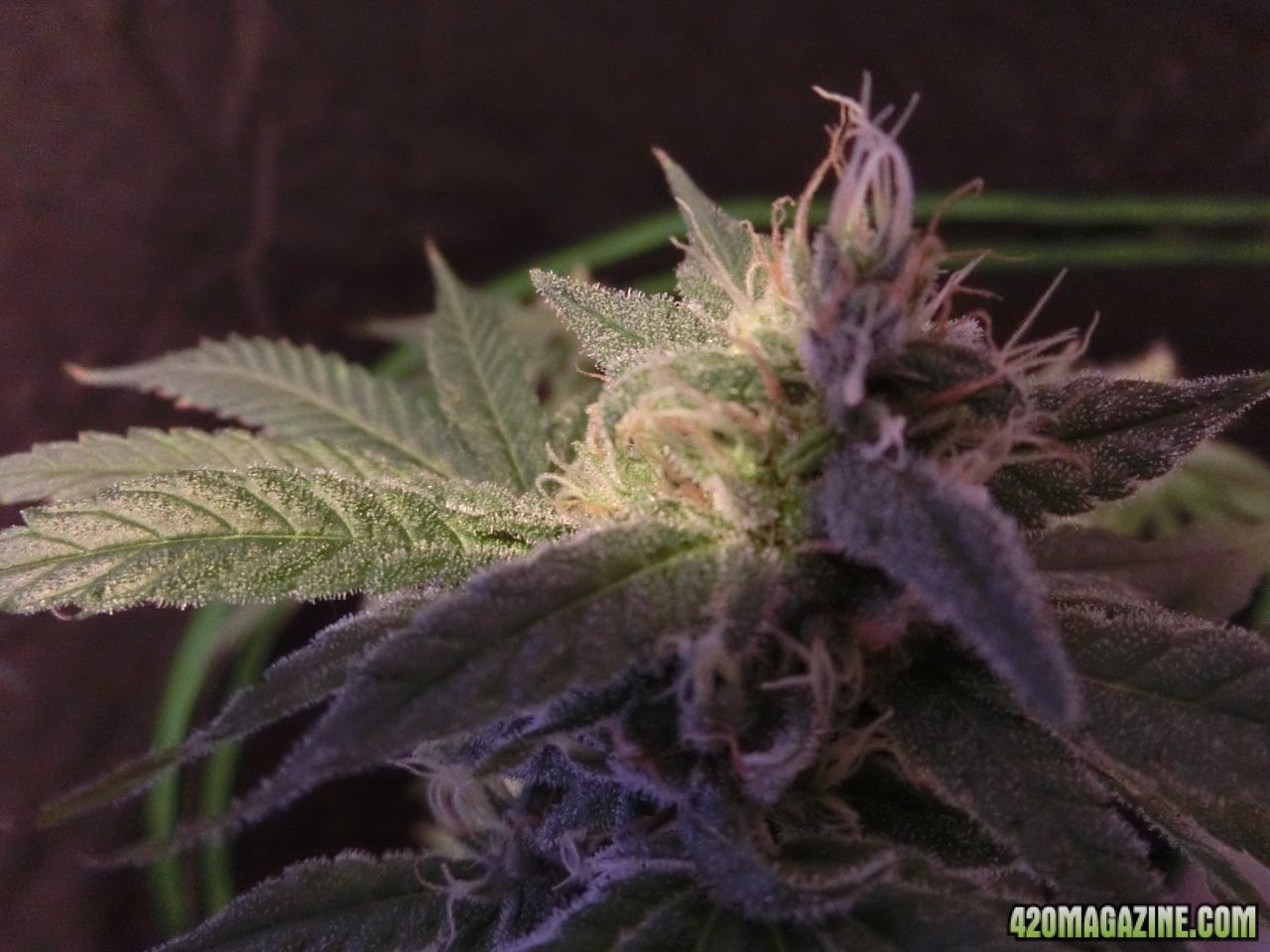 Day 84 Ayahuasca Purple #3 Flower Day 36 - Buds Frosting up