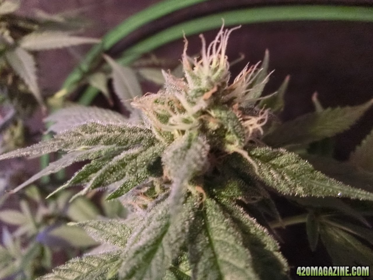 Day 84 Ayahuasca Purple #3 Flower Day 36 - Chunky trichomes on the buds