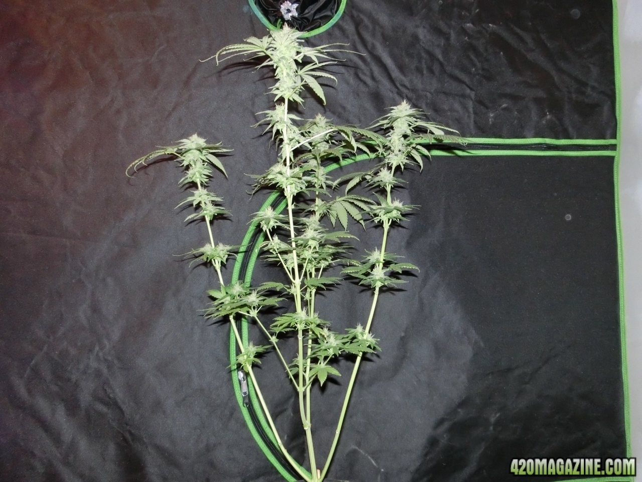 Day 84 Ayahuasca Purple #3 Flower Day 36 - Side View