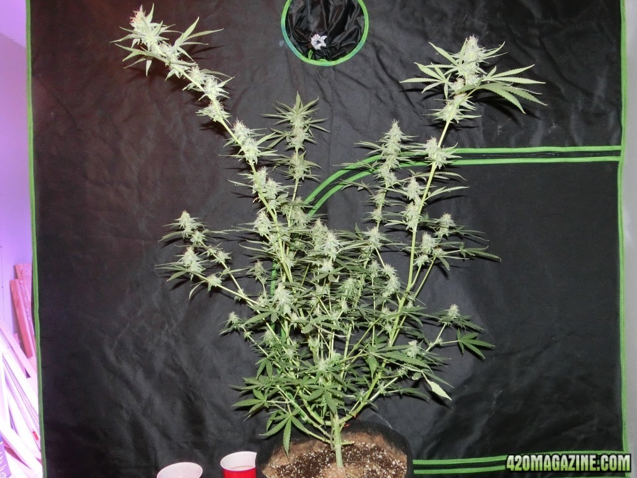 Day 84 Big Nugs Fast #2 Flower Day 36 - Side View