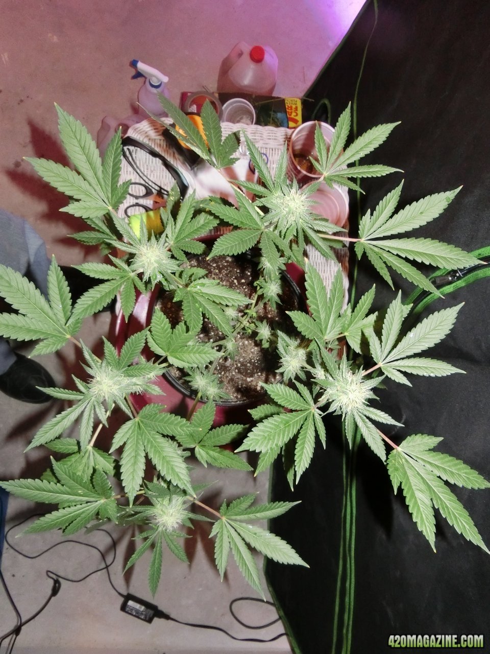 Day 84 Blueberry #1 Flower Day 36 - Top View
