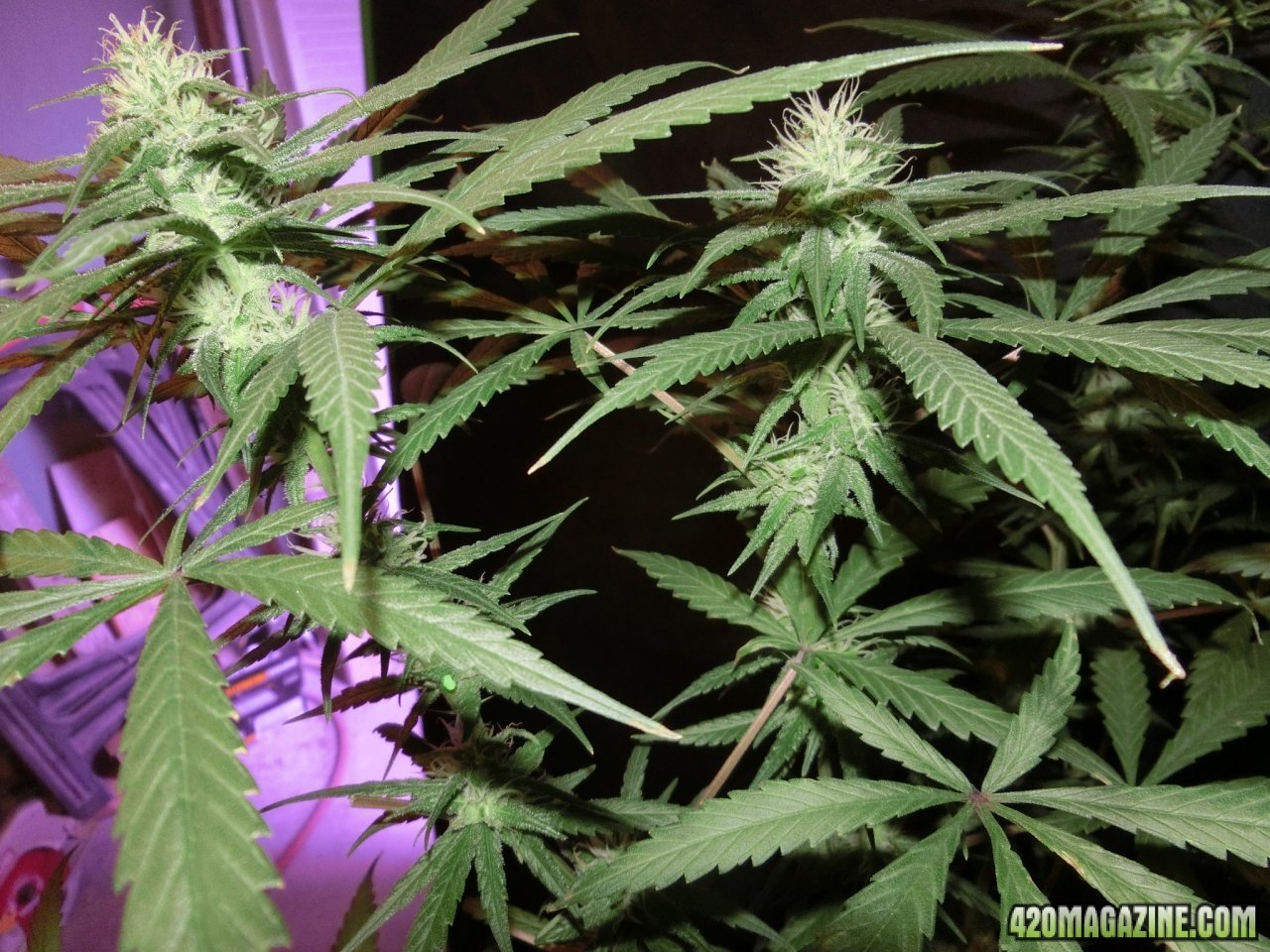 Day 84 GigaBud #3 Flower Day 36 - Gettin' There. Suckin' up nutrients and putting on bud.