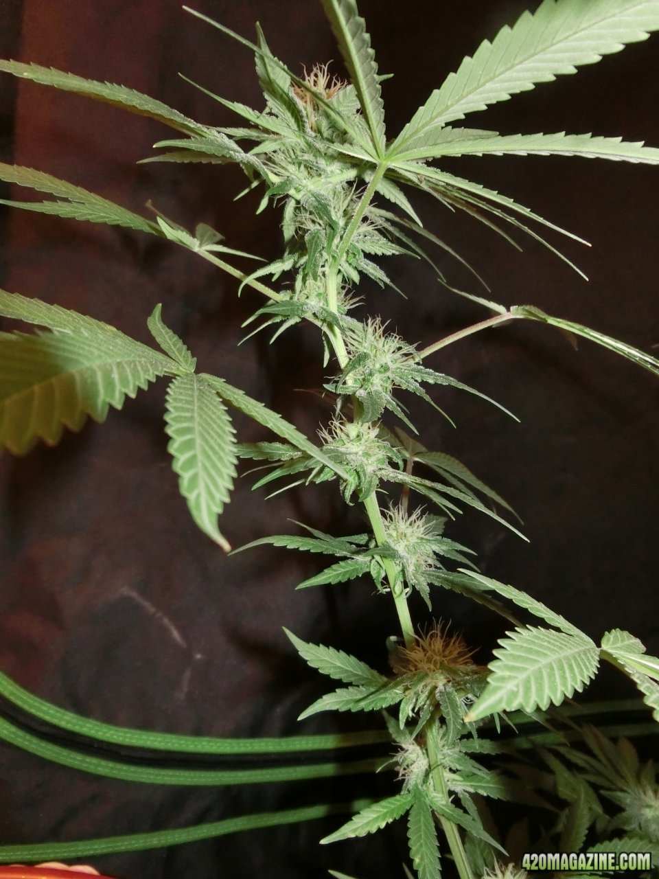 Day 84 Maui Waui Flower Day 36 - Buds are small but stacking. Good spacing.