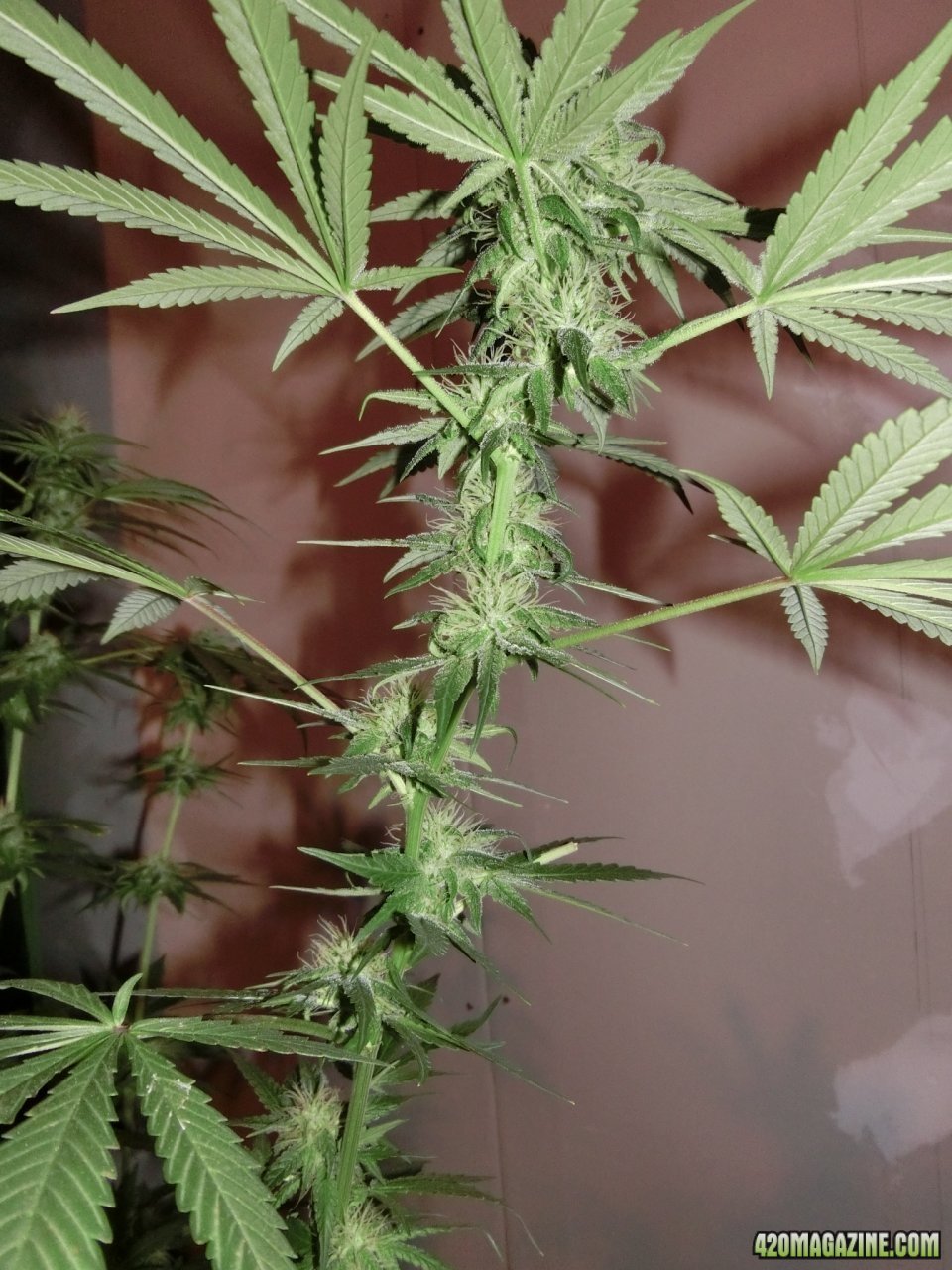 Day 84 Maui Waui Flower Day 36 - Buds are small but stacking. Good spacing.