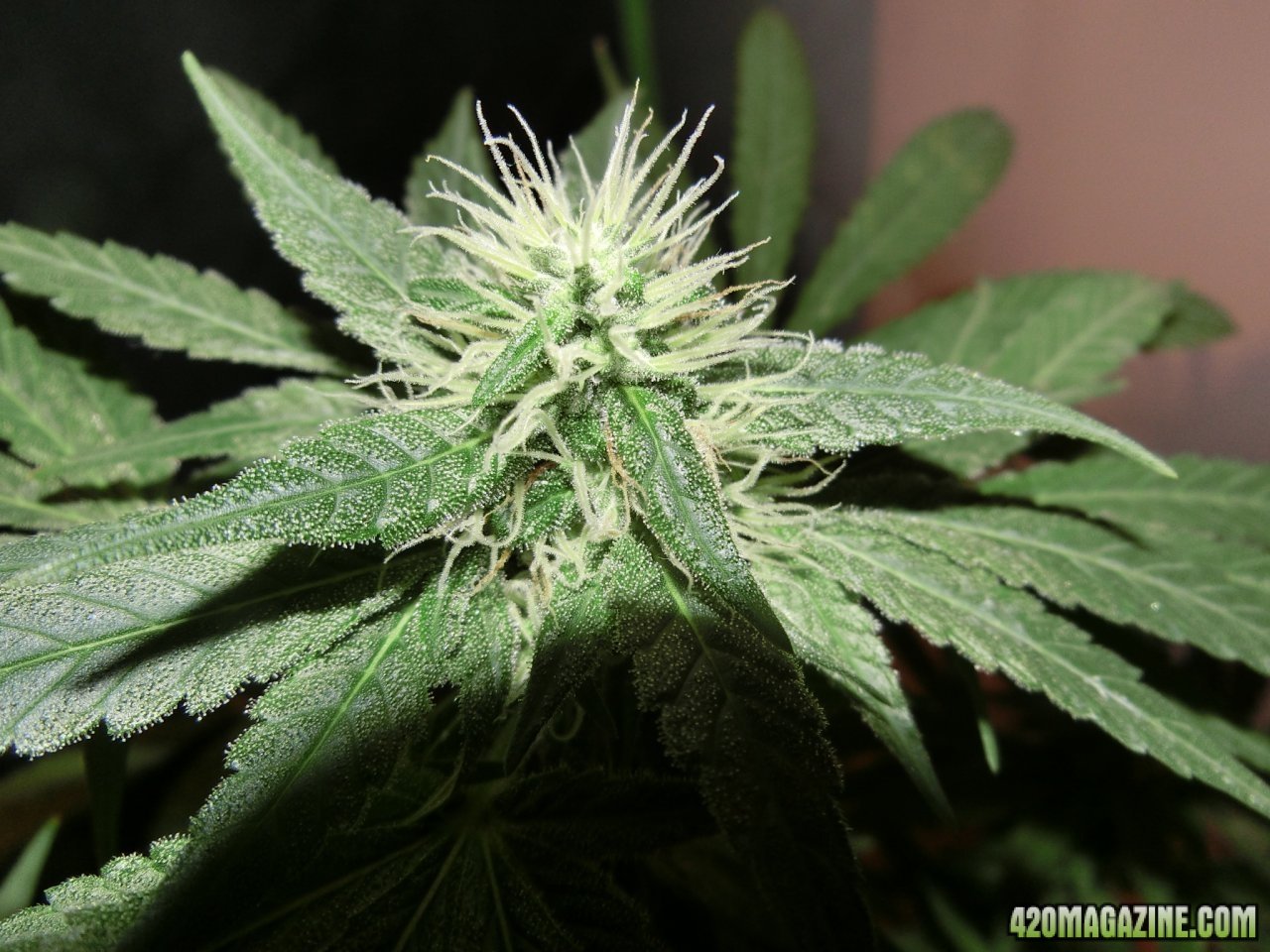 Day 84 Maui Waui Flower Day 36 - Buds are still a little small but it has a long way to go...