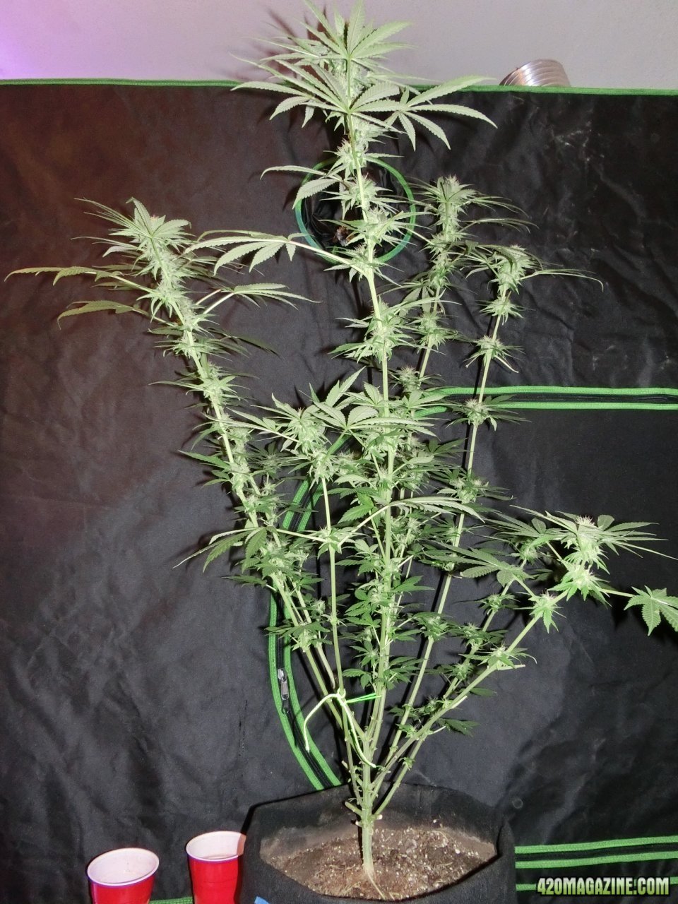 Day 84 Maui Waui Flower Day 36 - Side View