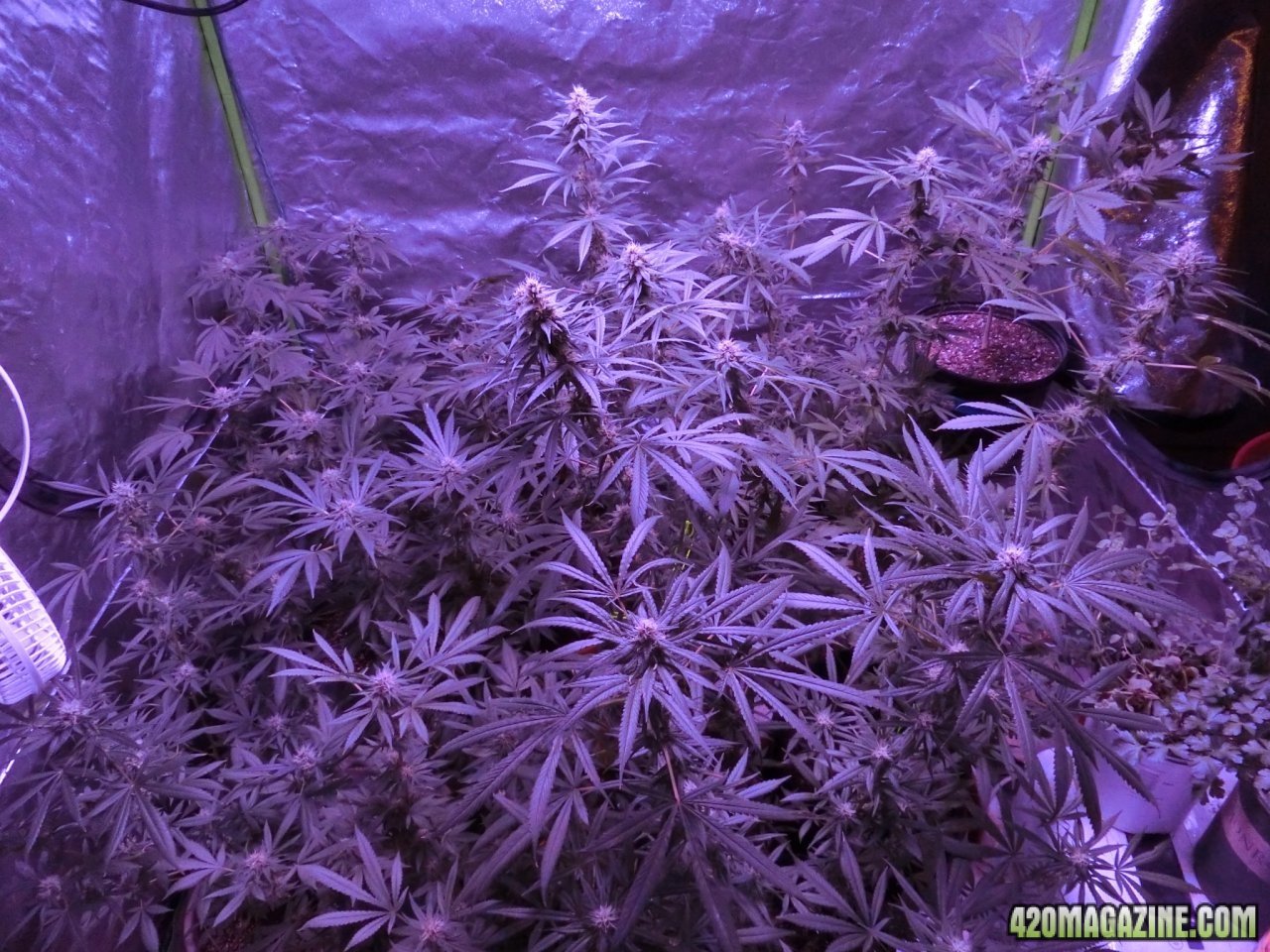 Day 84 Tent View Flower Day 36