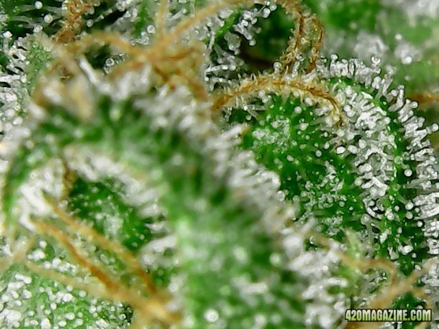 Day 98 Ayahuasca Purple #1 Flo Day 52 - Micro View