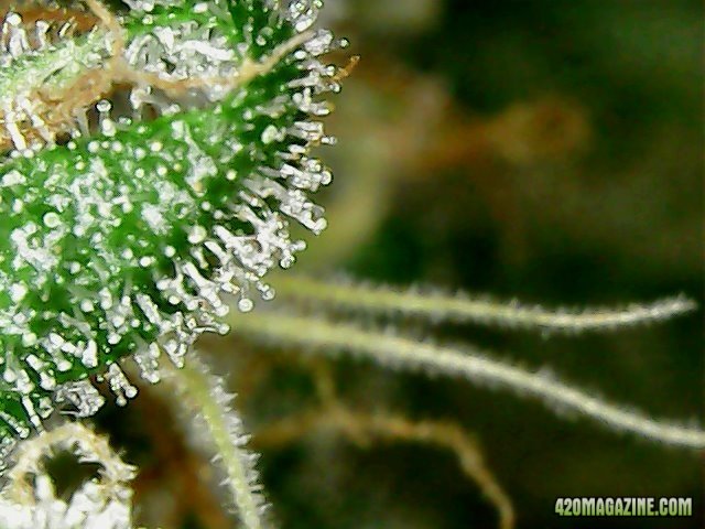 Day 98 Ayahuasca Purple #1 Flo Day 52 - Micro View