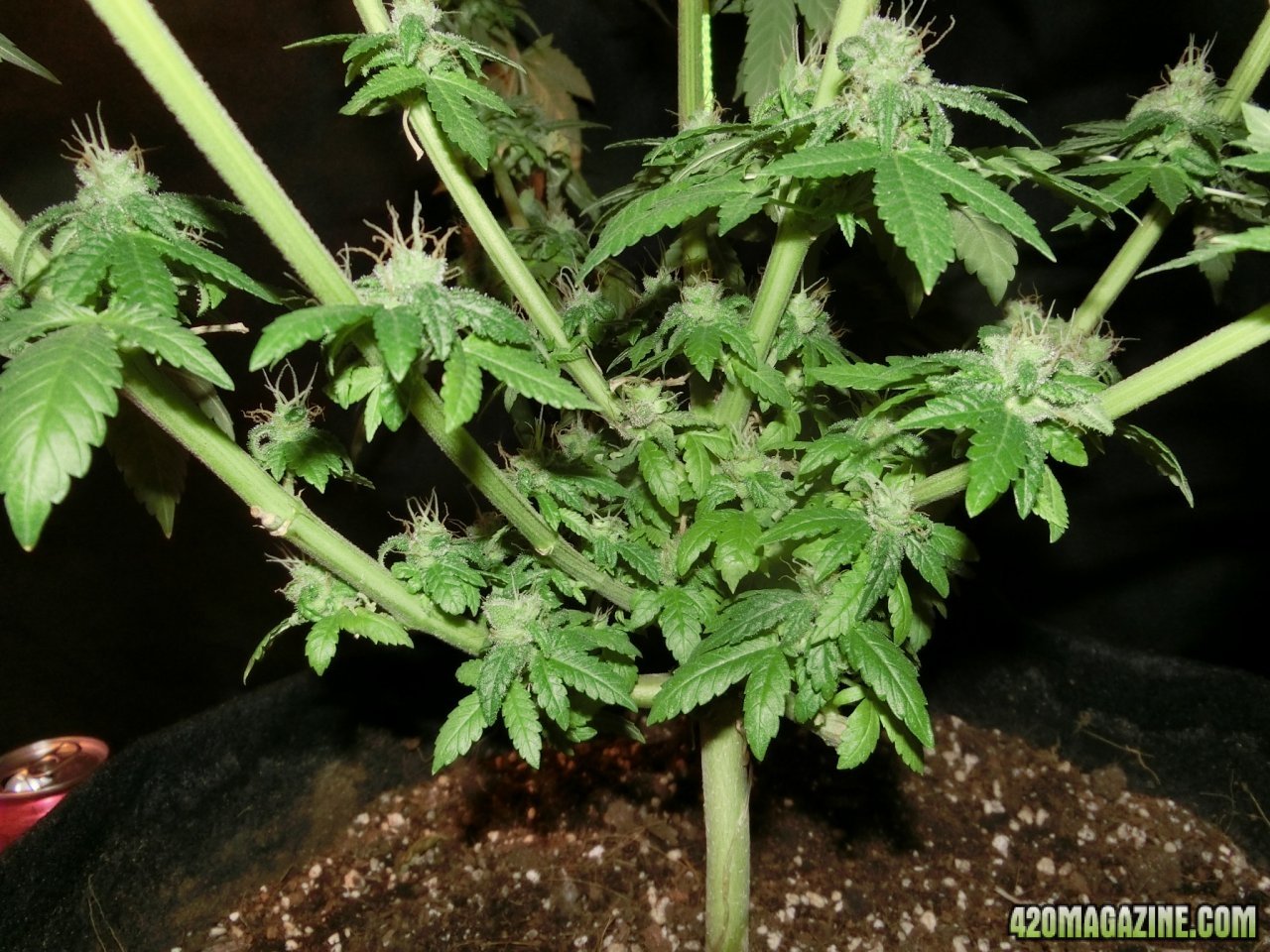 Day 98 Ayahuasca Purple #2 Flo Day 52 - Hermied?