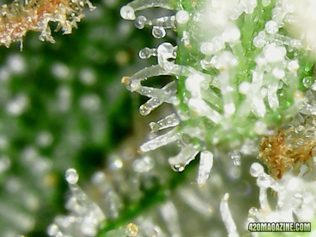 Day 98 Ayahuasca Purple #3 Flo Day 52 -Micro View