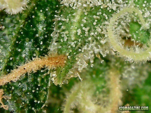 Day 98 Big Nugs Fast #1 Flo Day 52 - Micro View