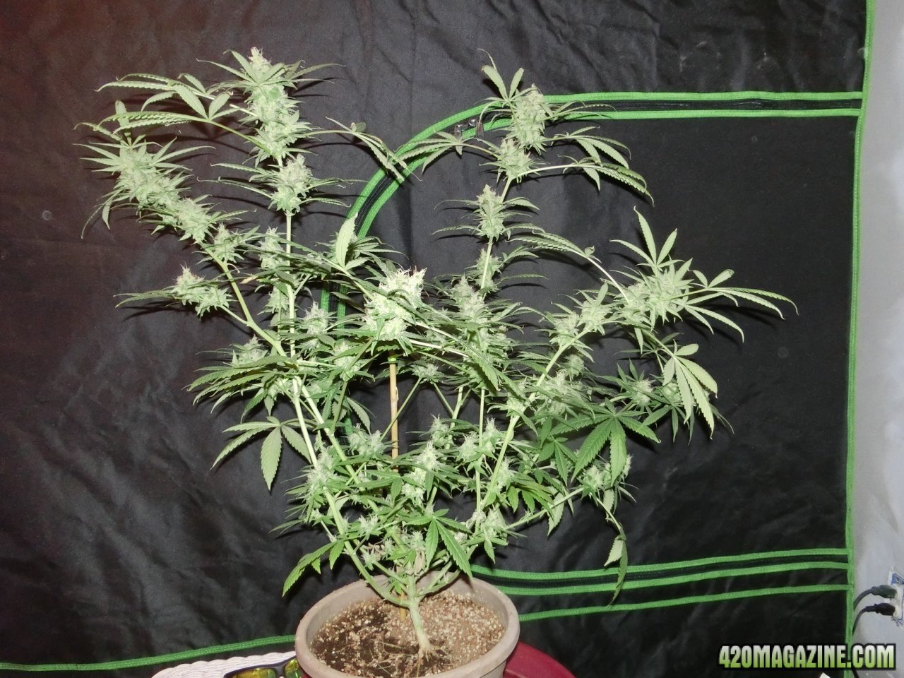 Day 98 Big Nugs Fast #1 Flo Day 52 - Side View