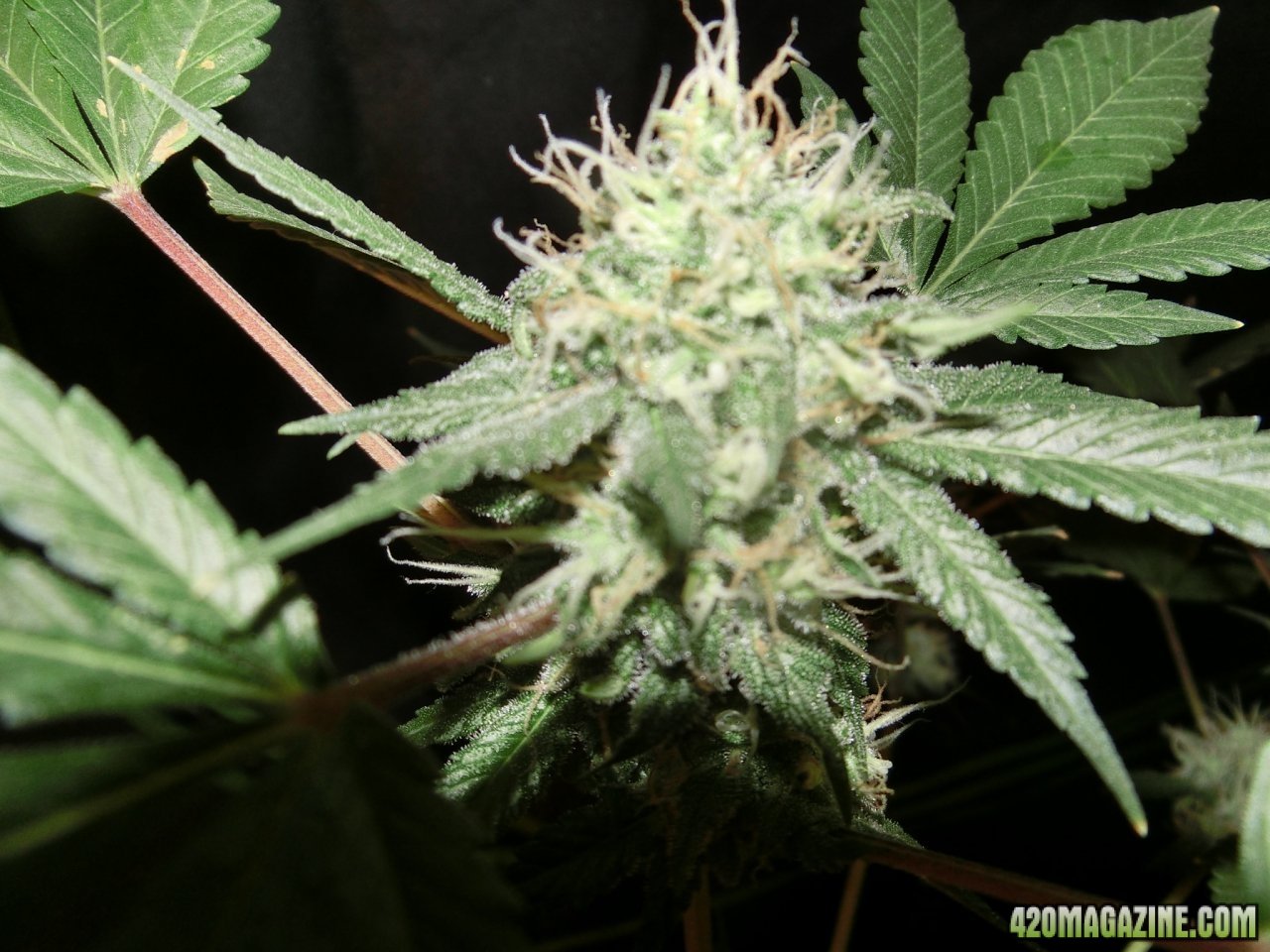 Day 98 Blueberry #1 Flo Day 52 - Bud Site