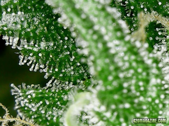 Day 98 Blueberry #1 Flo Day 52 - Micro View