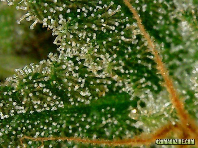 Day 98 Blueberry #2 Flo Day 52 -Micro View