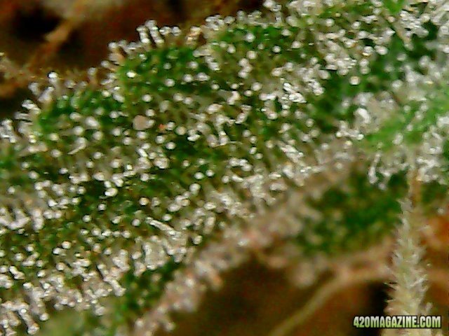 Day 98 Blueberry #2 Flo Day 52 -Micro View