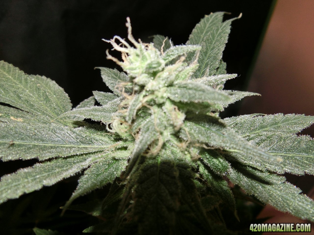 Day 98 Double Black Flo Day 52 - Bud Site