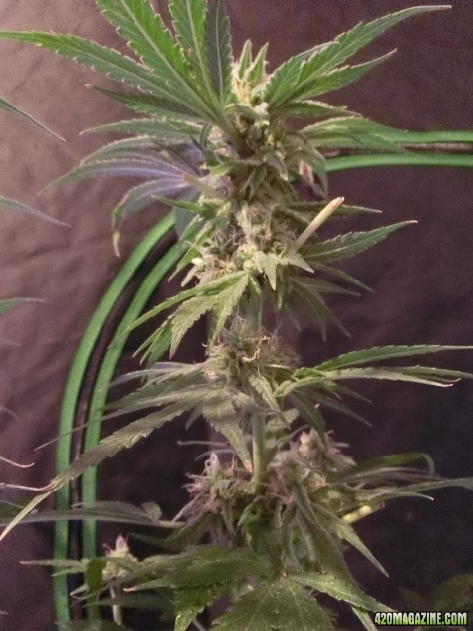 Day 98 Double Black Flo Day 52 - Stem View