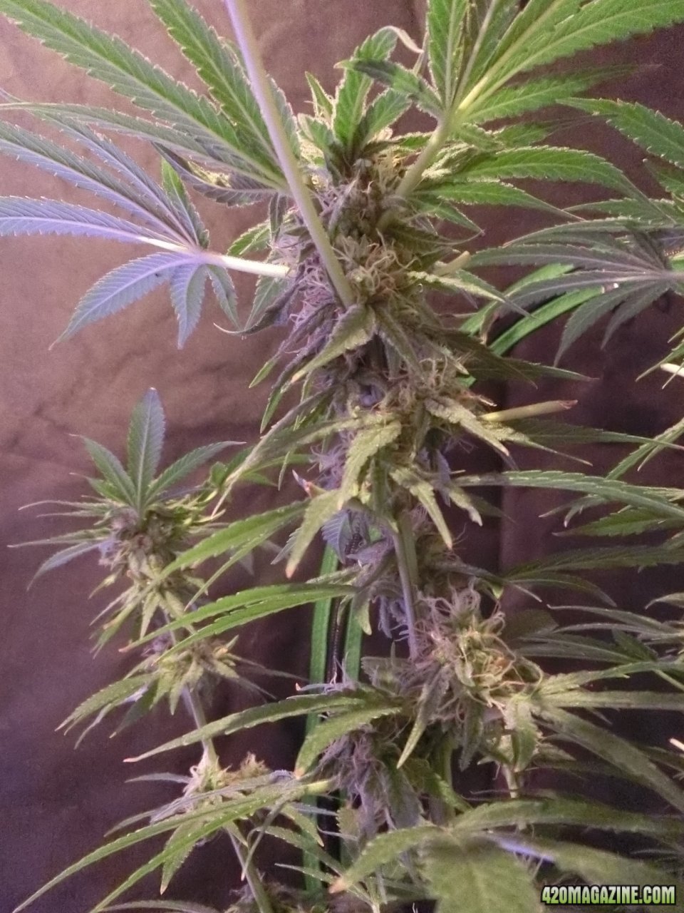 Day 98 Double Black Flo Day 52 - Stem View