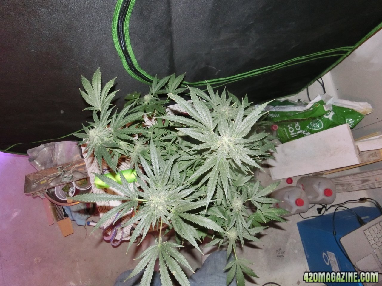 Day 98 Double Black Flo Day 52 - Top View