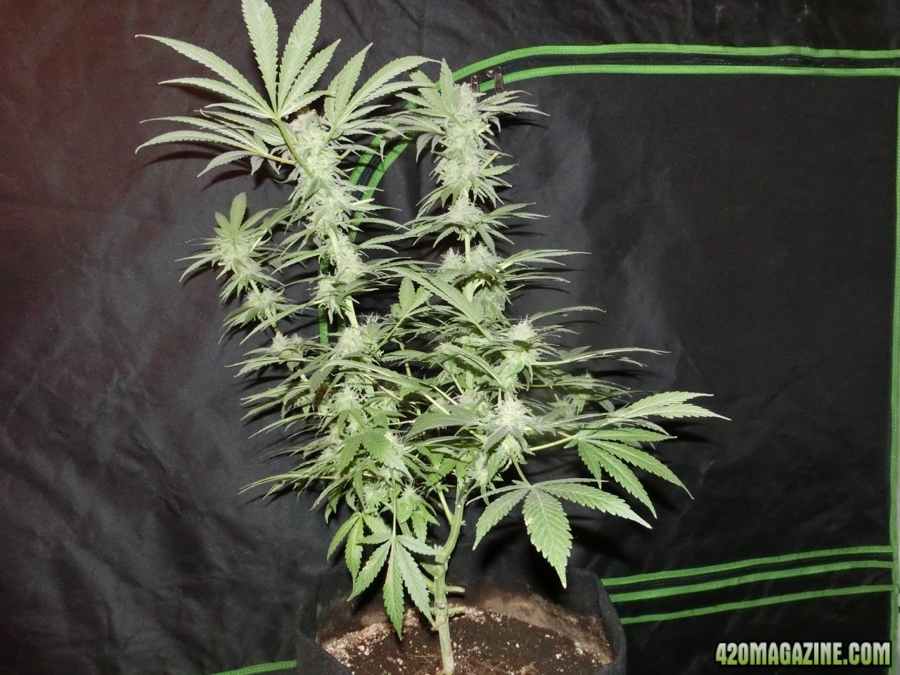 Day 98 Double Black Flo Day 52