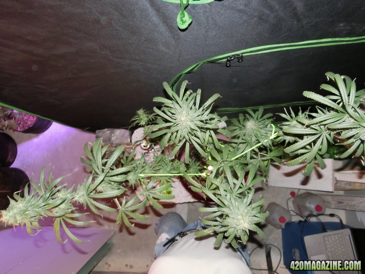 Day 98 GigaBud #1 Flo Day 52 - Top View