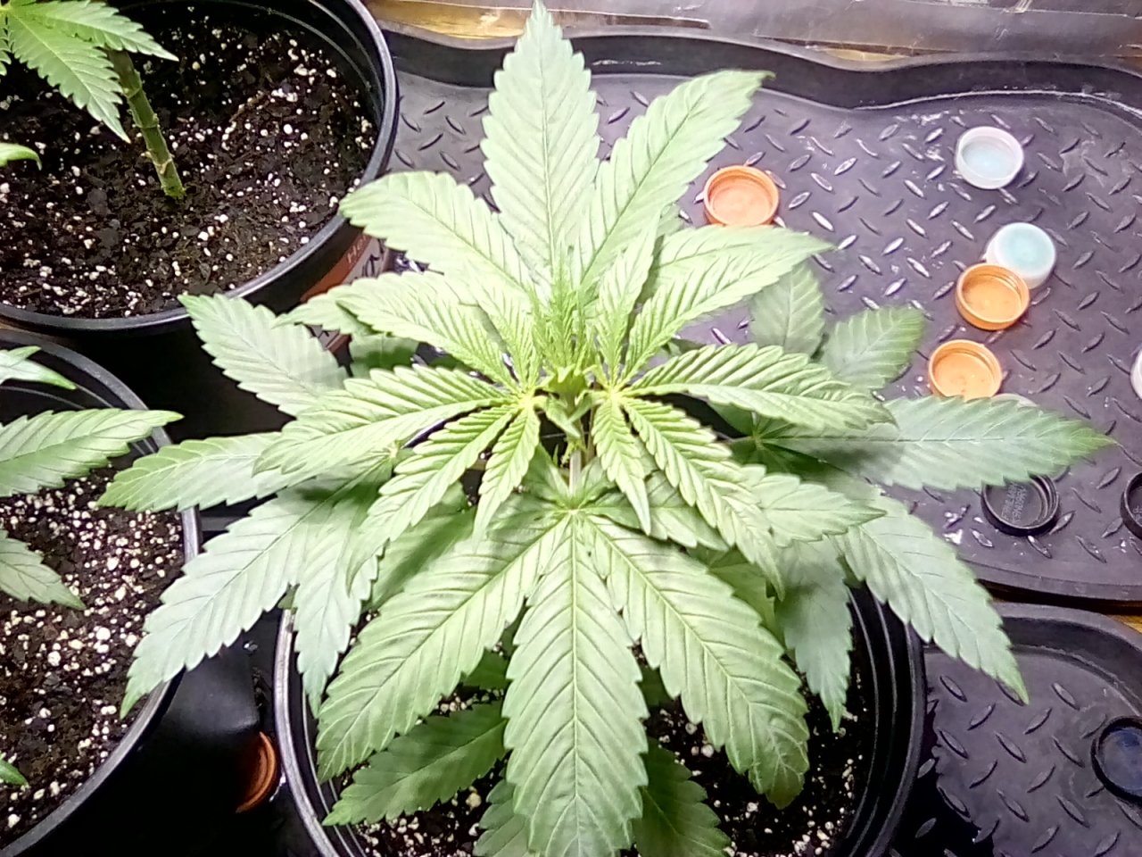 Day three of the flip Fruity Pebbles from seed i got from my yard plants summer 2020.