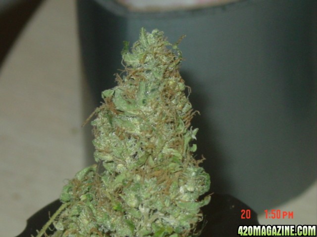 deahead/aka.superskunk picts