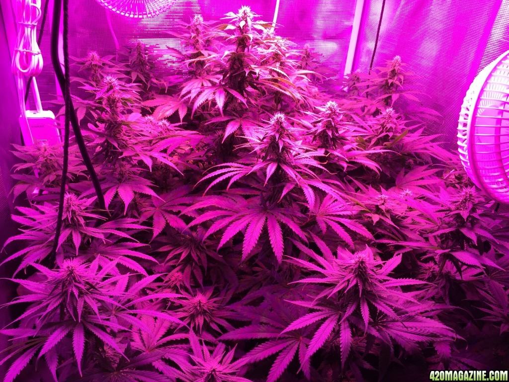 Defoliating before and after Day 27 of Flower - LED grow 420 true watts
