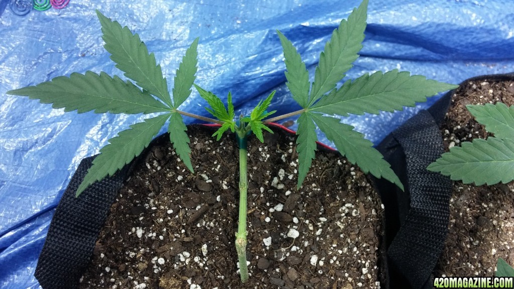 Delahaze_-_LST_d_and_topped_-_day_36