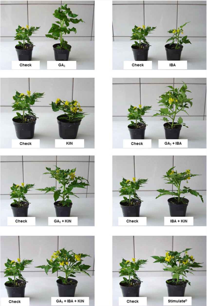 Development-and-flowering-of-tomato-Micro-Tom-submitted-to-different-treatments-with.png