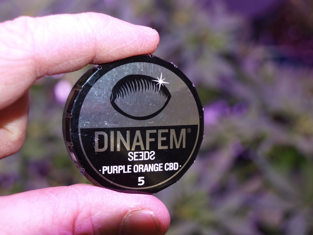 dinafem-purple-orange-cbd-16jan2019-1.jpg