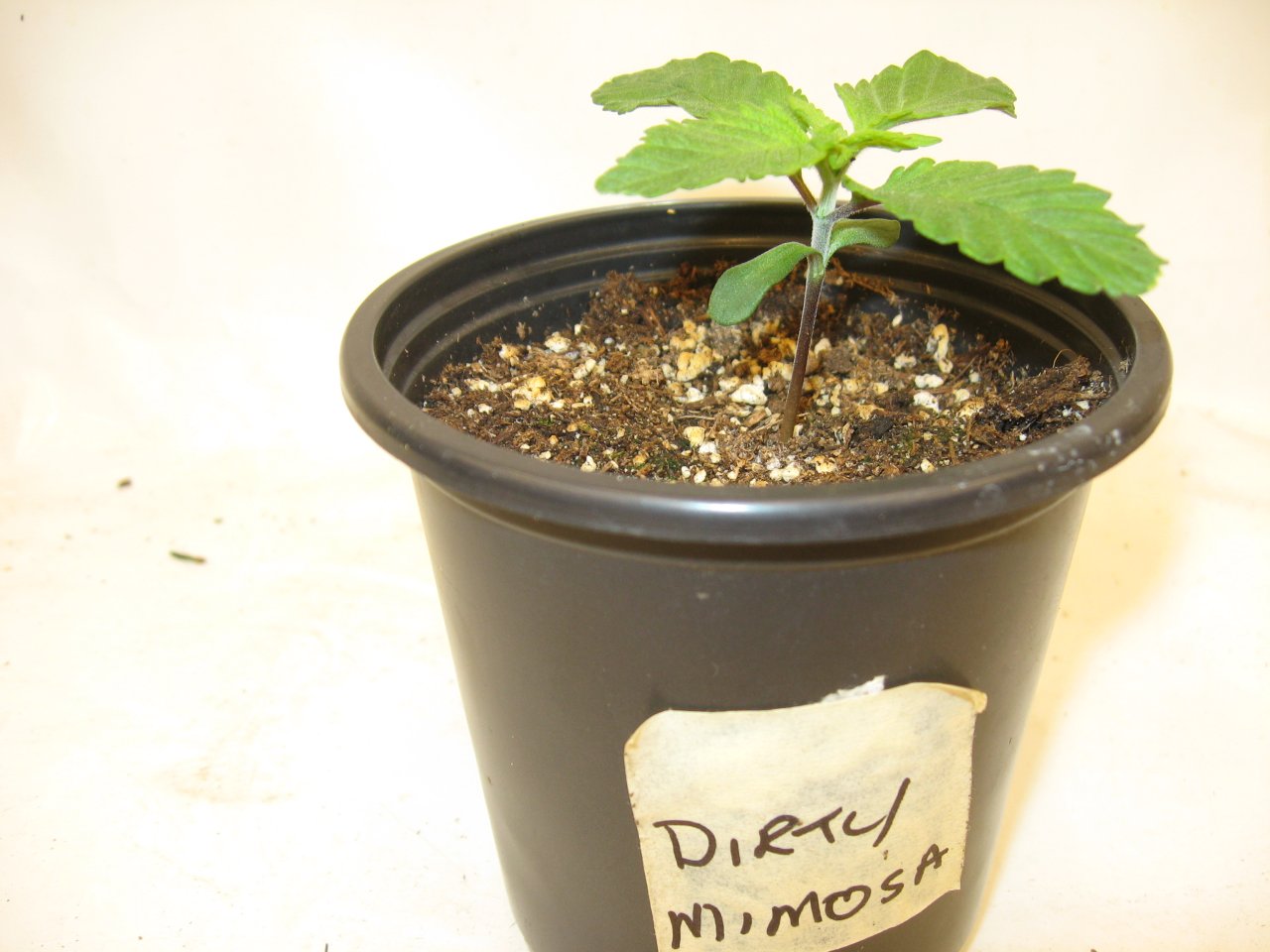 Dirty Mimosa IMG_5006.JPG