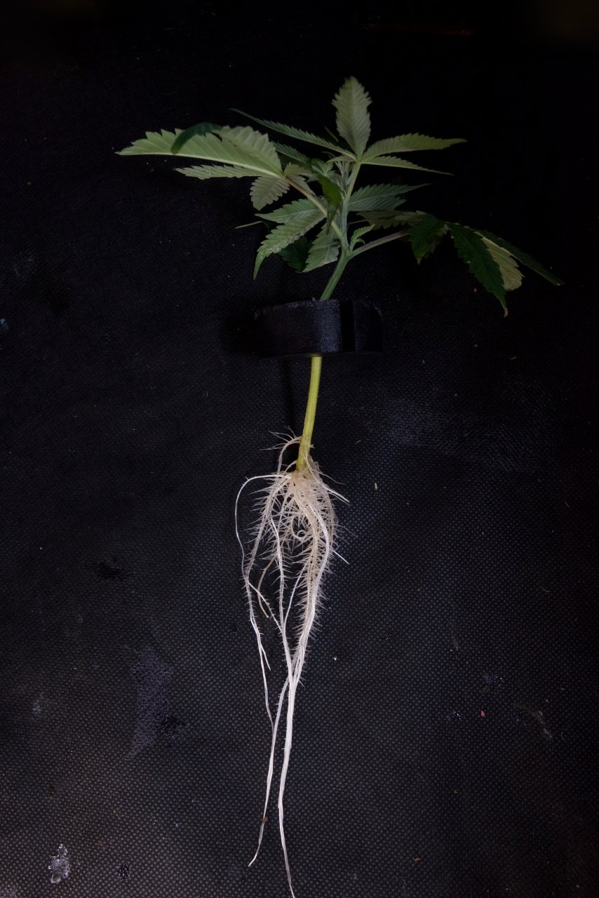 Do-Si-Dos Clone with Good Root System.jpeg