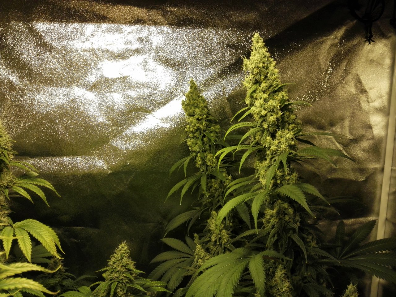 Dos si dos 2 main colas by Blackskull Seeds ....6 weeks into flower