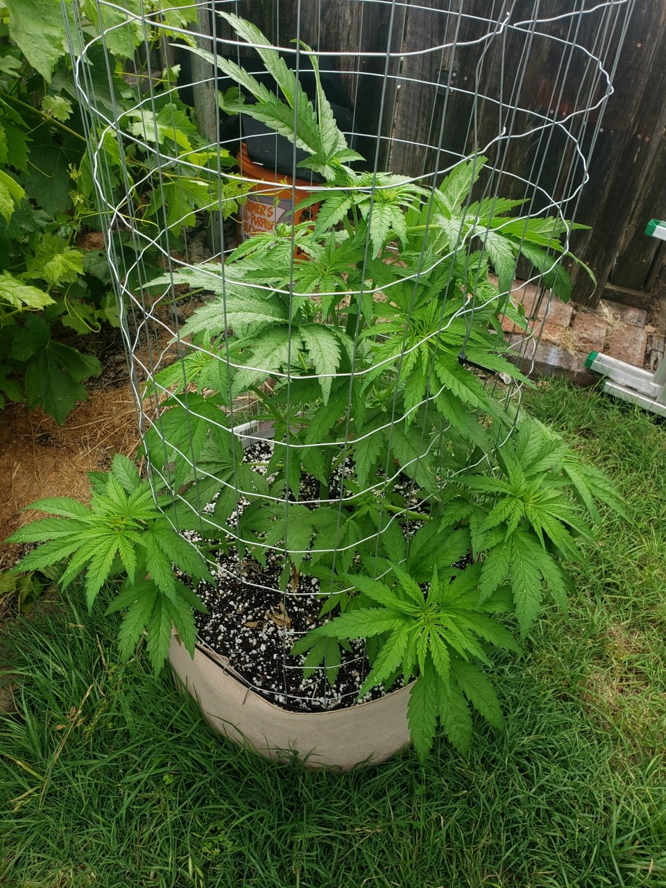Double Alien 18 may 19th