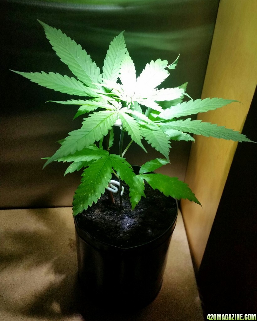 Double berry plant week 4ish