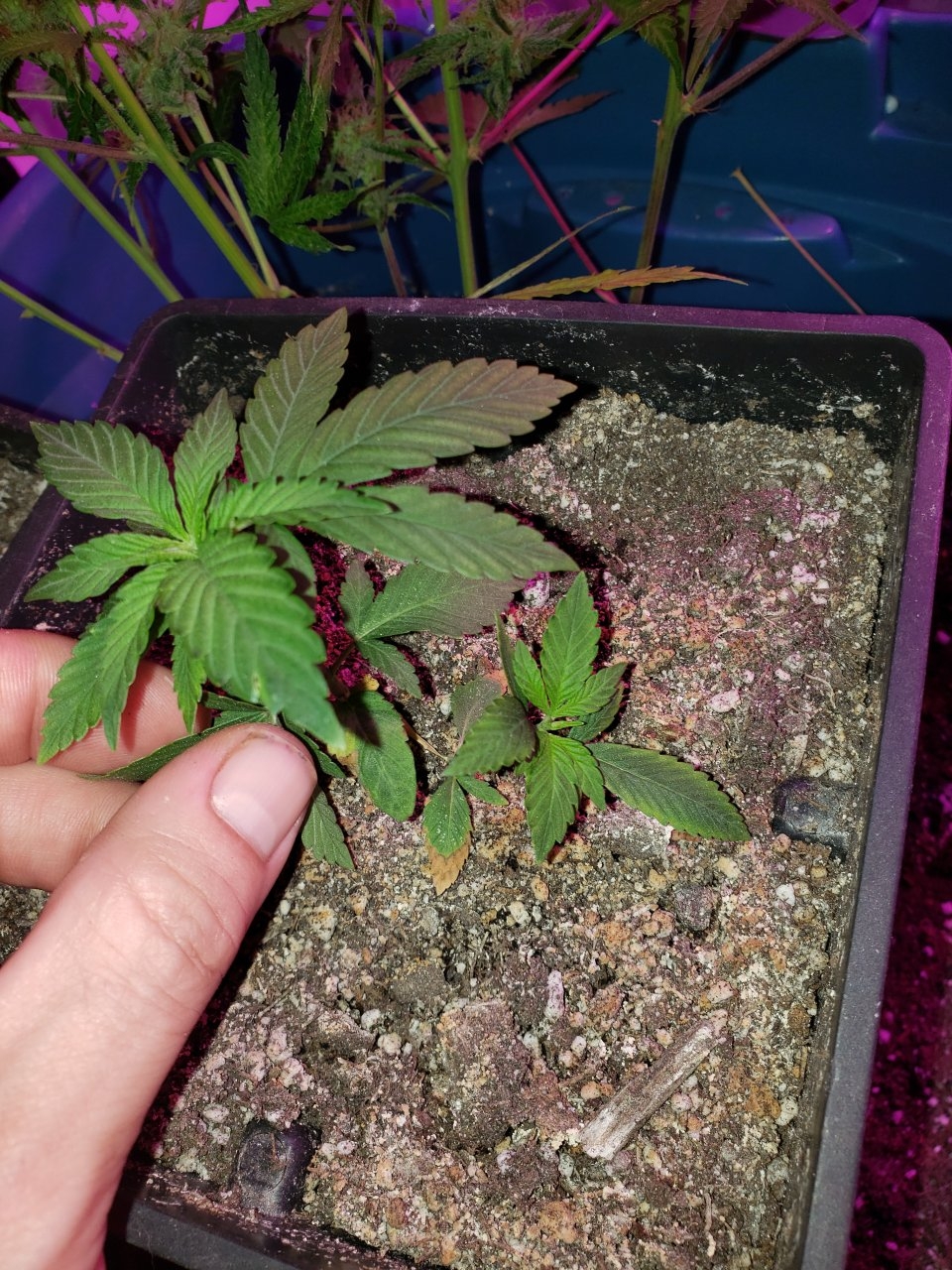 Double HB R.L.T seedling