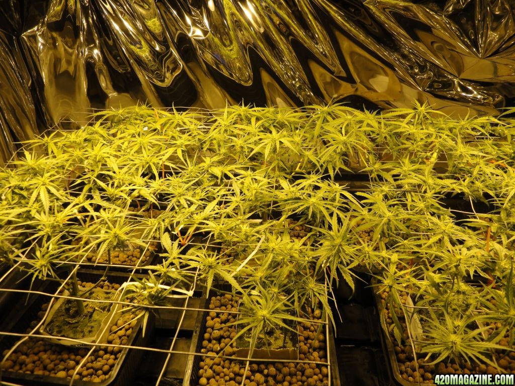 Double-O First Scrog 20120325