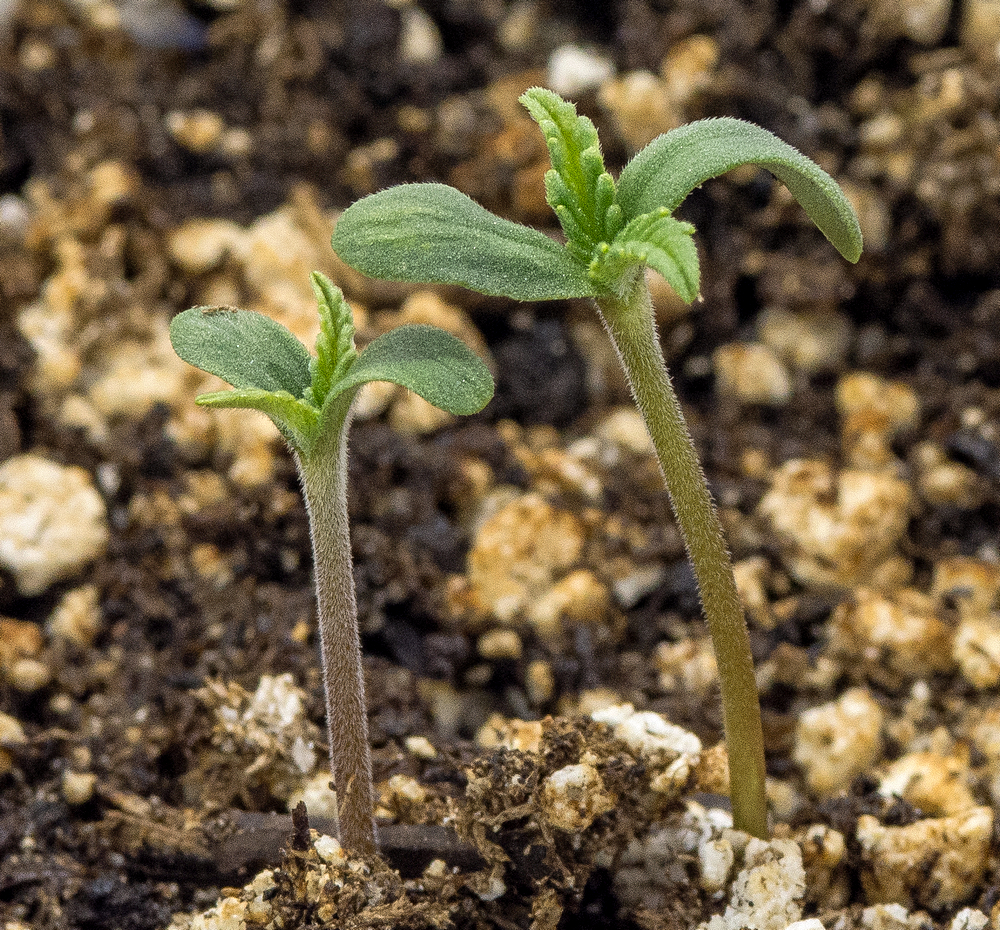 Double Seedlings