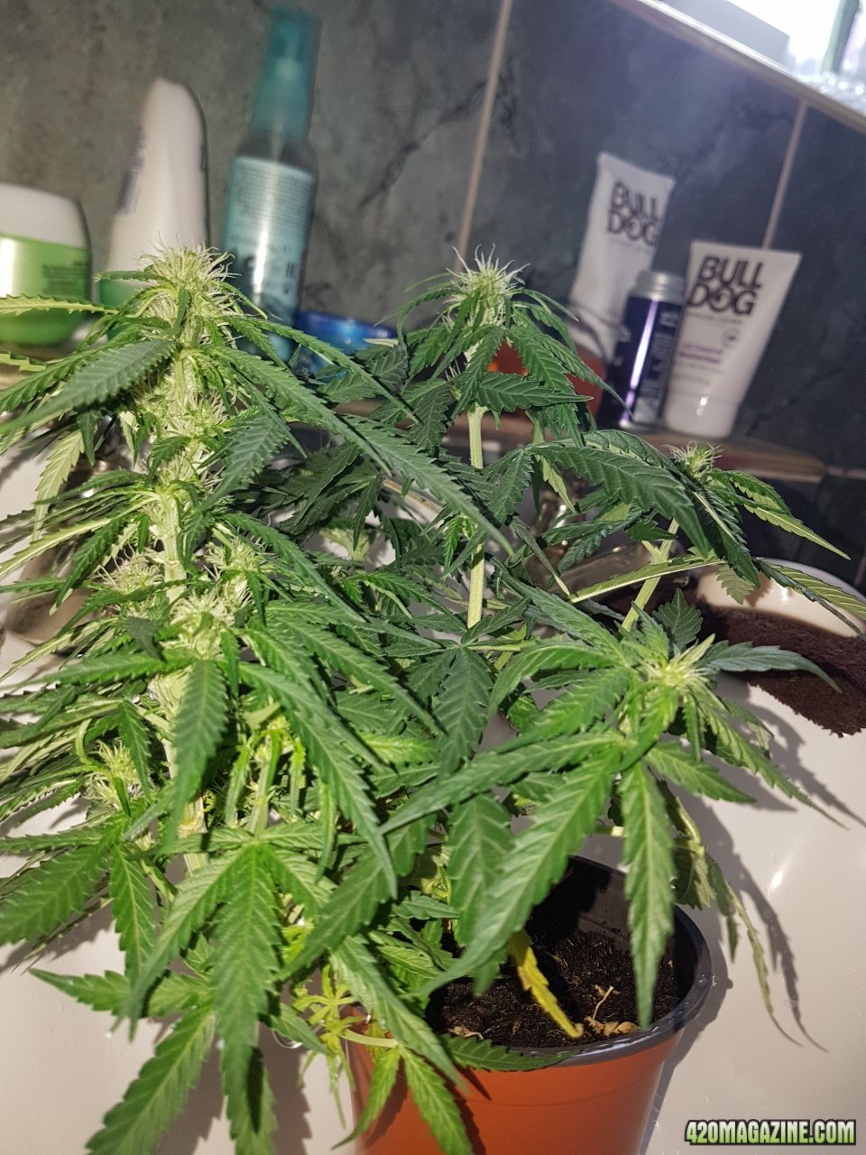 Dr kripplings chocolate auto