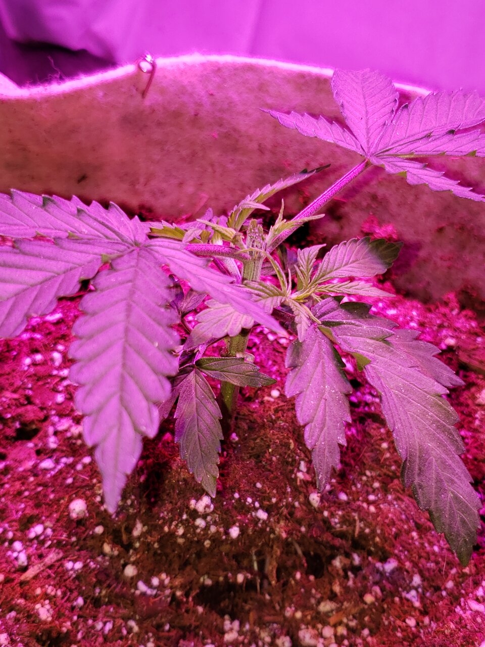Dr. Seedsman CBD after training topped