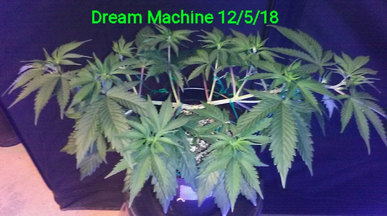 Dream Machine top 12/5/18