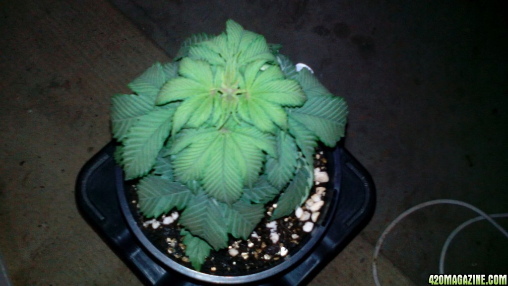 Droopy top view